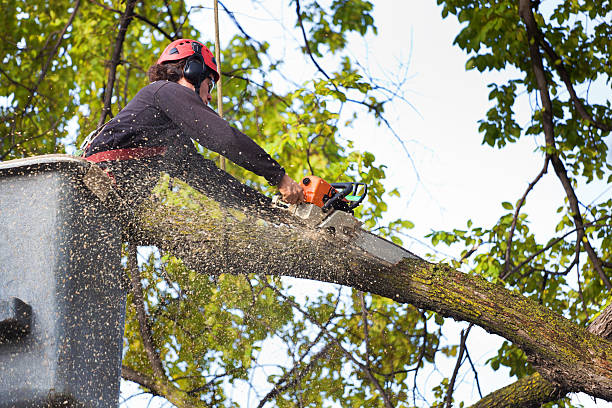 Reliable Loving, NM Tree Removal Solutions